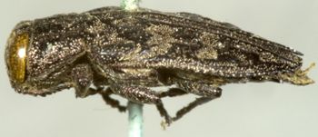 Media type: image;   Entomology 2701 Aspect: habitus lateral view